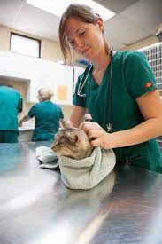 Qu'est-ce qu'un technicien en santé animale? — Passion Animo